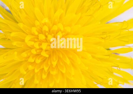 Sfondo Vibrant Yellow Dandelion Flower Extreme close-up Foto Stock