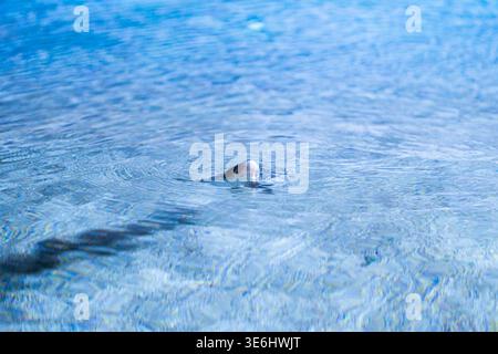 La vista della testa di una foca emerge dall'acqua cristallina, la sua ombra scura che si snoda sotto a Pola, nella contea dell'Istria, in Croazia. Foto Stock