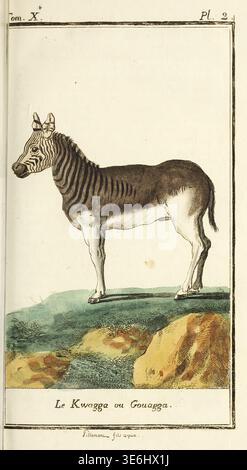 Kwagga - sottospecie di zebre di pianure estinte - in piedi di profilo, incisione vintage del XVIII secolo dalla storia naturale di Buffon che mostra strisce che sbiadiscono verso il retro, placca scientifica. Dal volume 10 Histoire naturelle, générale et particuliere. Quadrupèdes. [Storia naturale, generale e specifica. Quadrupedi.] Tomé X / par M. le Comte de Buffon di Georges Louis Leclerc de Buffon pubblicato nel 1787 Foto Stock