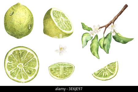 Set di agrumi al lime acquerello: Frutta intera, metà, fetta, cuneo, ramoscello, foglie, fiori bianchi. Illustrazione isolata dipinta a mano con gocce d'acqua. Per p Foto Stock