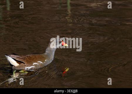 Un moorhen comune (Gallinula chloropus) in un lago in un parco a Kanagawa, in Giappone. Foto Stock