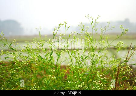 Primo piano di delicati fiori bianchi selvatici che fioriscono in un prato rurale nebbioso Foto Stock