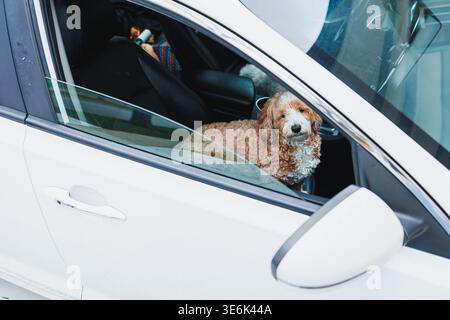 Dog Mix si siede in un'auto parcheggiata con la testa fuori dal finestrino, godendosi il sole in una strada trafficata della città. Il cane sembra vigile e curioso di me Foto Stock