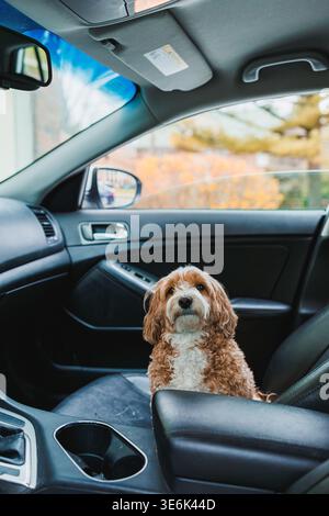Un cane Toy Poodle e Havanese si siede sul seggiolino dell'auto. Il cane si guarda intorno mentre il sole splende attraverso la finestra. Gli alberi di arancio sono visti fuori Foto Stock
