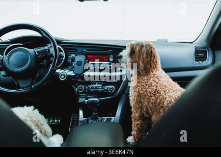Due cani sono dentro una macchina. Un cane Toy Poodle e Havanese si siede sul sedile anteriore, mentre un altro cane riposa sul sedile posteriore. L'interno dell'auto i Foto Stock