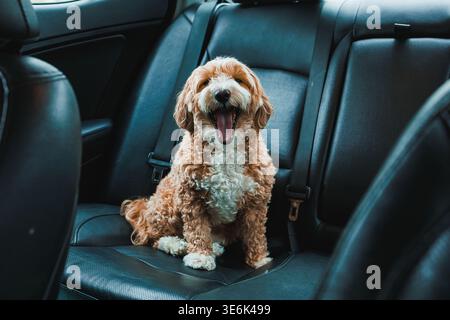Un cane Toy Poodle e Havanese si siede da solo sul sedile posteriore di un'auto. Il cane sbadiglia mentre si prepara per un viaggio. La giornata è soleggiata e luminosa Foto Stock