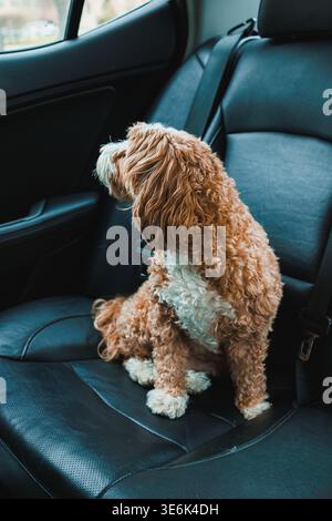 Un Toy Poodle e un cane di razza Havanese sono seduti in un'auto. Il cane guarda fuori dal finestrino, godendosi la visuale mentre il veicolo è in movimento. Foto Stock