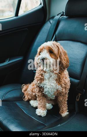 Il cane mescola Toy Poodle e Havanese siede sul seggiolino dell'auto guardando fuori dal finestrino. Il sole splende e illumina gli interni. La città si può vedere Foto Stock