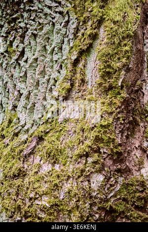 Vista dettagliata della corteccia ruvida di Quercus arborea con profondi creste e macchie di muschio verde vibrante, che mettono in risalto gli elementi naturali della foresta in so Foto Stock