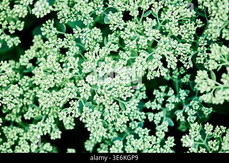 Primo piano di ammassi di fiori ilotelefium spectabile con gemme verdi dense sotto la luce naturale, evidenziando texture intricate contro lo sfondo sfocato Foto Stock