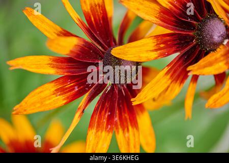 Primo piano dettagliato di due fiori di rudbeckia che mostrano ricchi petali arancioni e rossi con disco centrale scuro, su un morbido sfondo verde sfocato in n Foto Stock