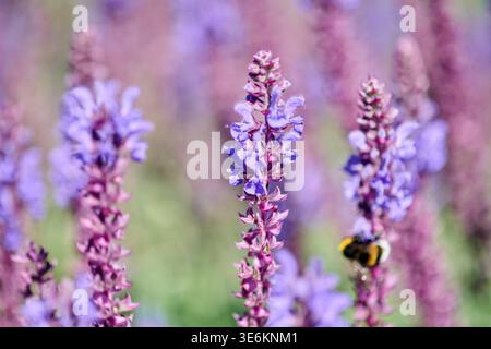 Vivaci fiori viola di salvia catturati in un giardino illuminato dal sole con bumblebee arroccato sulla fioritura, che presenta delicati petali e sfondo morbido Foto Stock