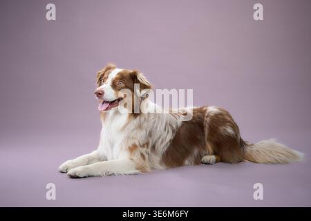 Il cane si allunga sul pavimento dello studio, riposando con calma. La sua lingua è fuori, e sembra contenta. Foto Stock