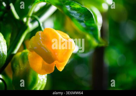 Peperoncino habanero giallo che cresce su una pianta con fondo di foglie verdi. Giardino naturale a base di peperoncino fresco con vista ravvicinata Foto Stock