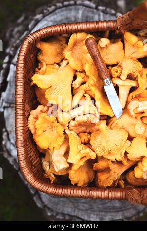 Funghi canterelle crudi accatastati in un cestino di vimini con coltello su sfondo di legno scuro. Funghi forestali, prodotti biologici, raccolta stagionale Foto Stock