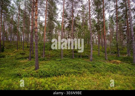 Una vista dettagliata di una pineta nordica. Il terreno è ricoperto da uno spesso tappeto di arbusti verdi e muschio, mentre i sottili tronchi d'albero sono alti agai Foto Stock