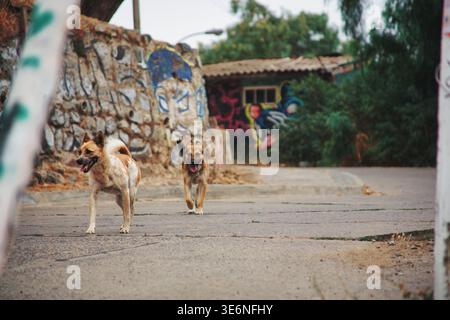 Due cani di strada camminando su Un sentiero lastricato con pareti ricoperte di graffiti a Valparaiso, Cile. Foto Stock