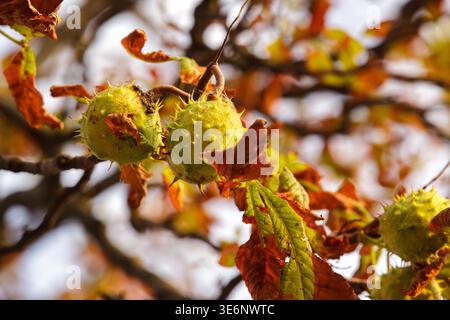 Primo piano di castagne di cavallo maturi in bucce di spioncino su un ramo d'albero. Vivace sfondo naturale autunnale con fogliame dorato, nessuna persona, spazio di copia e. Foto Stock