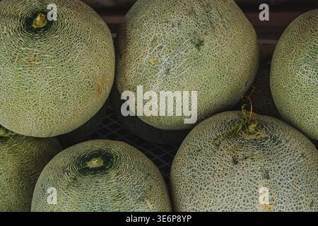 Una vista ravvicinata dall'alto verso il basso di diversi meloni cantalupi maturi. L'immagine evidenzia l'intricata trama a rete delle croste verdi e beige. T Foto Stock