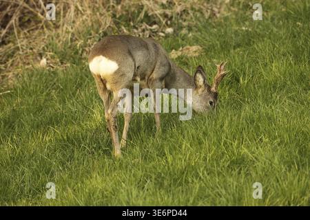 Roe Deer (Capreolus capreolus) sei corna in cappotto invernale che si forgia in un prato, bassa Austria, Austria Foto Stock