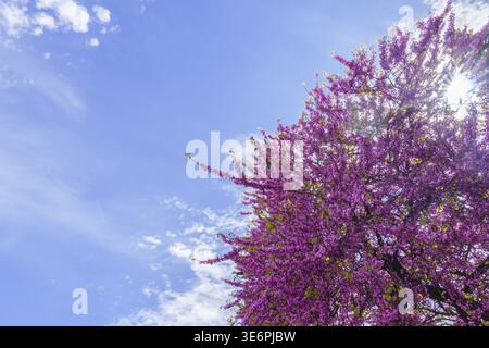 Ronda, malaga, spagna in fiore Cercis siliquastrum, o rami di alberi d'amore che mostrano innumerevoli fioriture rosa e viola che si avvicinano Foto Stock