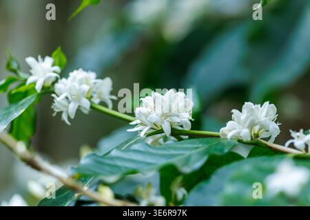 fiori di caffè bianco che fioriscono sui rami dell'albero del caffè nel campo di montagna, a chiang mai thailandia. Foto Stock