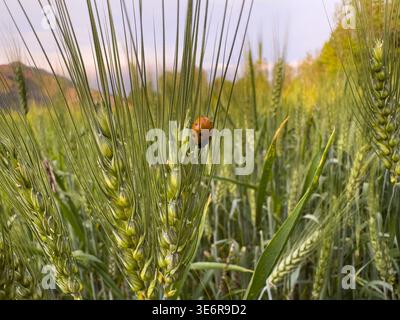 Coccinello su spike di grano macro primo piano. Controllo naturale dei parassiti nei campi agricoli. Foto Stock