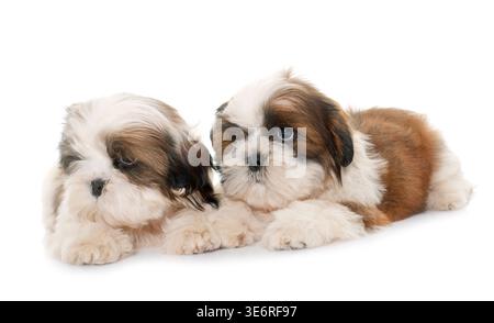 Cuccioli shih tzu davanti a uno sfondo bianco Foto Stock