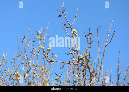 Pyrus pyraster (pera selvatica) Foto Stock