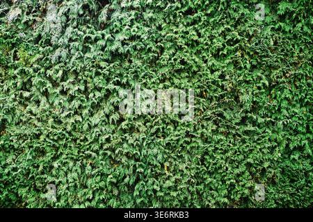 Una texture full-frame di alta qualità di una siepe verde lussureggiante. L'immagine presenta una fitta parete di foglie piccole e vivaci Foto Stock