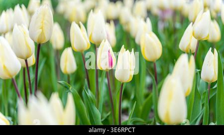 Tulipano a righe rosa unico tra i fiori primaverili color crema Foto Stock