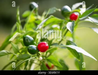 Piccanti peperoni italiani Ciliegia Piccante. Vivace peperoncino rosso e verde su un cespuglio. Pianta Capsicum annuum, chiamata anche Satan's Kiss. Foto Stock