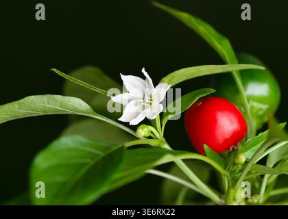 Peperoncino italiano (Capsicum annuum) con delicato fiore bianco e pepe rosso speziato rotondo. Pianta Ciliegia Piccante con foglie verdi vibranti Foto Stock