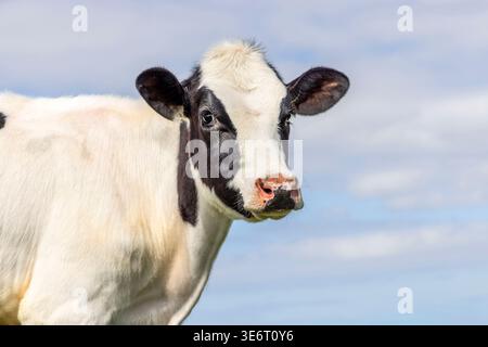 Giovane vacca timida, dall'aspetto carino, bianco e nero, ripresa media e sfondo blu Foto Stock