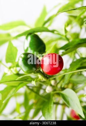 Ciliegia Piccante o Satan's Kiss (Capsicum annuum) pianta di peperoncino con peperoni rossi maturi e verdi scuri acuti su un cespuglio. Foto Stock