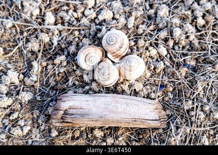 Un primo piano di terreno arido e arido presenta quattro gusci a spirale vuoti che poggiano su parti di piante morte e piccoli ramoscelli con un pezzo di legno intemprato. Foto Stock