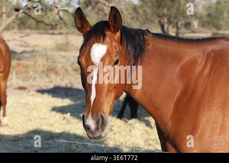 Cavalli in piedi vicino a una recinzione in un paesaggio rurale semi-arido del nuovo Galles del Sud, Australia. Foto Stock