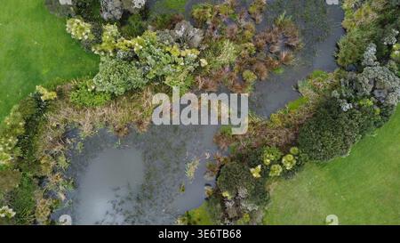 Drone sospeso di uno stagno con vegetazione nativa vicino a un prato erboso ad Auckland, nuova Zelanda Foto Stock