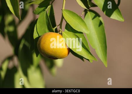 vista ravvicinata del mandarino sull'albero Foto Stock