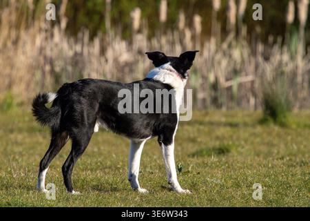 border collie in attesa di allarme in campo aperto Foto Stock