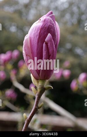 Magnolia fiorisce in bocciolo su un albero nel Bishop's Palace Garden, Chichester Inghilterra Regno Unito Foto Stock