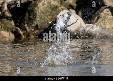 kingfisher con cintura esplode dall'acqua con gocce di spruzzo sospese a mezz'aria vicino a una costa rocciosa. Foto Stock