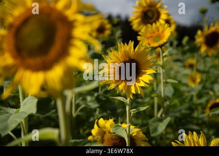 Primo piano di un vibrante girasole in piena fioritura sotto un cielo azzurro soleggiato, circondato da un lussureggiante campo verde di girasoli. Foto Stock
