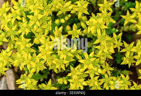 Fiori gialli vividi di acri di Sedum, una perenne resistente e succulenta della famiglia delle Crassulaceae, utilizzata come copertura ornamentale nella progettazione del paesaggio. Perfetto Foto Stock