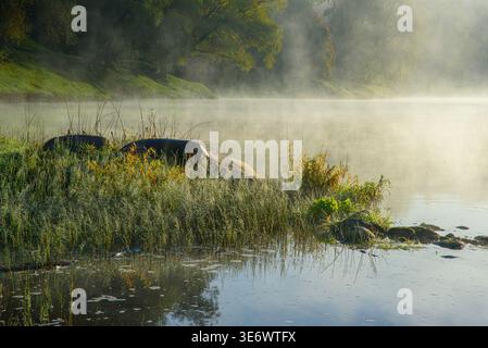 mattinata sul fiume in autunno con erba di rugiada e ragnatele Foto Stock