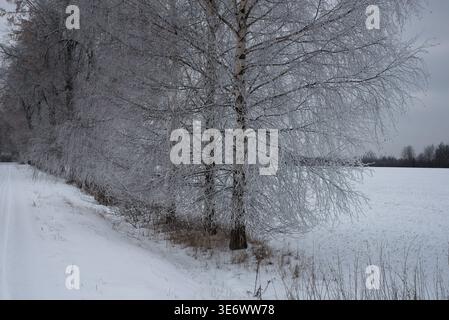 Un paesaggio invernale caratterizzato da betulle ricoperte di gelo con intricati cristalli di ghiaccio sui rami, adagiati contro un campo innevato sotto un cielo coperto Foto Stock