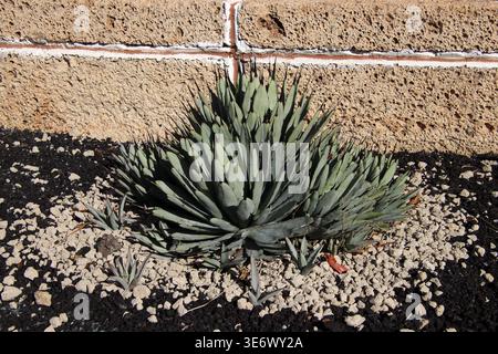 Agave di colore nero (Agave macroacantha) di fronte al muro e circondata da pietre vulcaniche bianche e nere (Tenerife, Isole Canarie, Spagna) Foto Stock