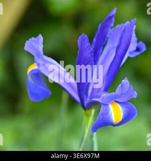 Fiore di primavera blu brillante di Iris olandese bulboso Hollandica Blue Magic nel giardino del Regno Unito aprile Foto Stock