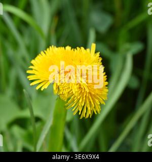 Fiore di dente di leone, che mostra fasciatura o cresta, con tre teste su uno stelo di fiore. Aprile Regno Unito Foto Stock