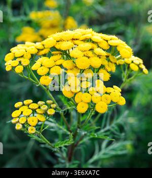 Gruppo di vibranti fiori gialli tansy esposti in modo prominente su uno sfondo di lussureggianti foglie verdi, che mostrano i loro fiori rotondi simili a bottone e. Foto Stock